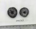 Click for 1 image(s) for this accession. FRUIT